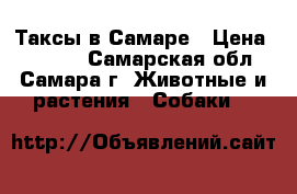 Таксы в Самаре › Цена ­ 4 200 - Самарская обл., Самара г. Животные и растения » Собаки   